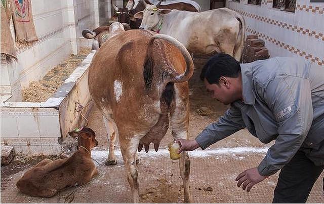印度人为表达对黄牛的崇敬，竟然每天喝黄牛尿，这才是开挂的民族