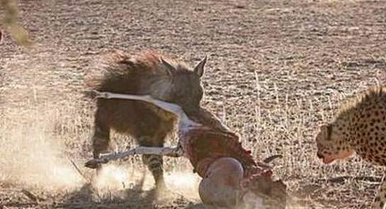 猎豹成功捕杀羚羊原本打算饱餐一顿，谁知道半路杀出个棕鬣狗
