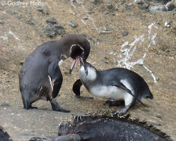 鹅中败类：啃老的加拉帕戈斯企鹅