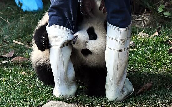 中芬签署大熊猫合作研究协议 中国“熊猫外交”再引关注