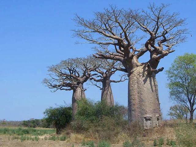 猴面包树，非洲草原的形象大使