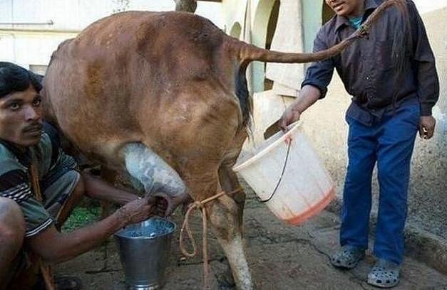 印度人为表达对黄牛的崇敬，竟然每天喝黄牛尿，这才是开挂的民族