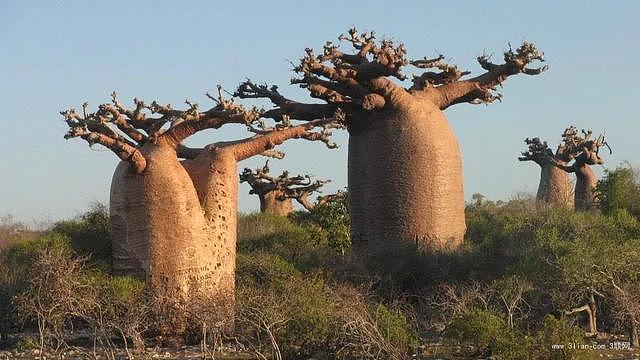 猴面包树，非洲草原的形象大使