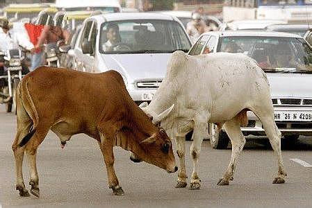 印度牛是真“牛”，人杀牛要判无期！屠宰场老板立马关门重谋出路