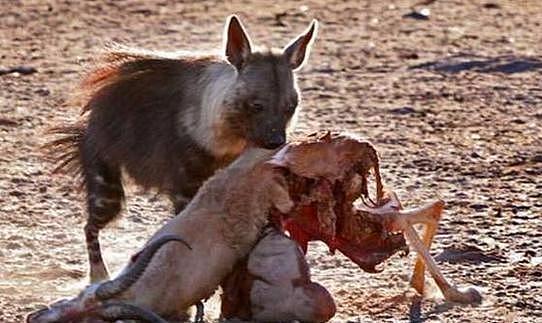 猎豹成功捕杀羚羊原本打算饱餐一顿，谁知道半路杀出个棕鬣狗